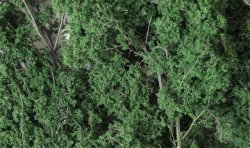 Dark Green Fine-Leaf Foliage
