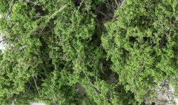 Medium Green Fine-Leaf Foliage