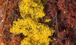 Fall Mix Fine-Leaf Foliage