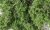 Medium Green Fine-Leaf Foliage