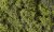 Light Green Fine-Leaf Foliage