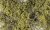 Olive Green Fine-Leaf Foliage