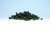 Dark Green Underbrush (Shaker)