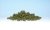 Light Green Bushes (Shaker)