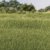 Medium Green Static Grass 4mm