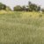Light Green Static Grass 4mm