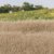 Straw Static Grass 4mm