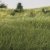 Dark Green Static Grass 7mm