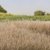 Straw Static Grass 7mm
