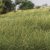 Medium Green Static Grass 12mm