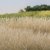Straw Static Grass 12mm