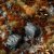 Brown 2mm - Wild