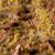 Beige 2mm - Wild