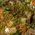 Dry Green 2mm - Wild