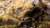 Beige 4mm - Wild