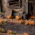 Orange Flowers - Wild