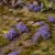 Violet Flowers - Wild