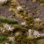 White Flowers - Wild