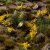 Yellow Flowers - Wild