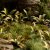 Laser Plants - Deer Fern