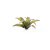 Laser Plants - Deer Fern GamersGrass
