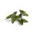 Laser Plants - Elephant Ear GamersGrass