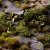 Dark Green Shrubs - Wild