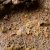 Beige (2mm) - Tiny