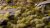 Light Green 4mm - Small