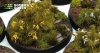 Nyinkommet från GamersGrass
