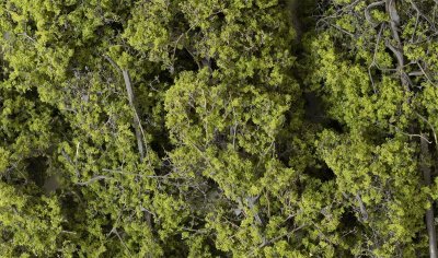 Zoom bild av Light Green Fine-Leaf Foliage