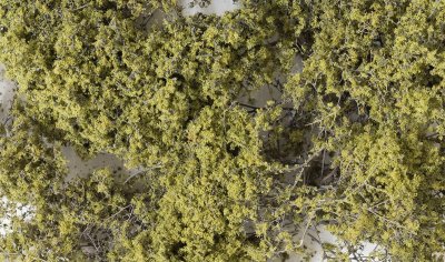 Olive Green Fine-Leaf Foliage