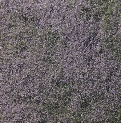 Zoom bild av Purple Flowering Foliage