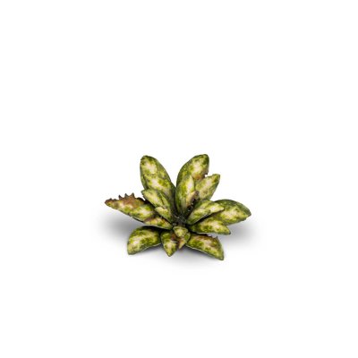 Zoom bild av Laser Plants - Dumb Cane GamersGrass