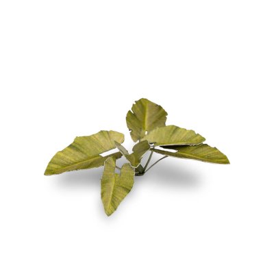 Zoom bild av Laser Plants - Elephant Ear GamersGrass