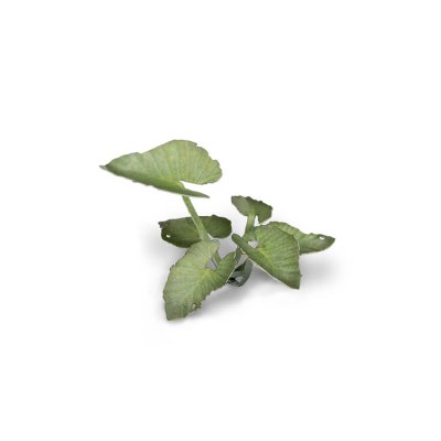 Zoom bild av Laser Plants - Elephant Ear GamersGrass