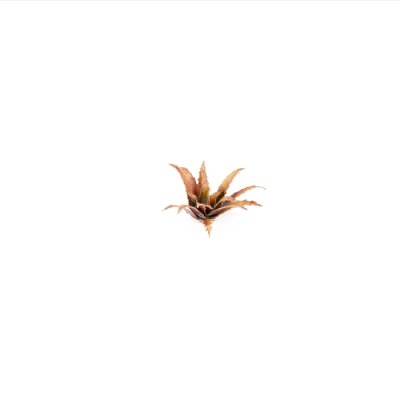 Zoom bild av Laser Plants - Red Aloe GamersGrass