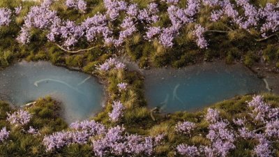 Zoom bild av Lavender Flowers GamersGrass