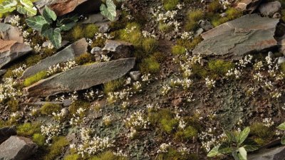 Zoom bild av White Lily Tiny Flowers GamersGrass